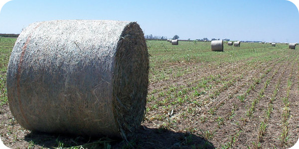 常州运泰大量供应捆草网 常州运泰大量供应捆草网