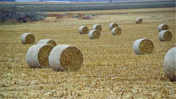 运泰聚乙烯抗氧化牧草网 运泰聚乙烯抗氧化牧草网